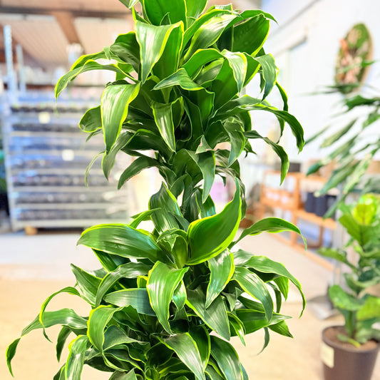 Dracaena fragrans (Drageplante) i lys cementkrukke – 130 cm høj