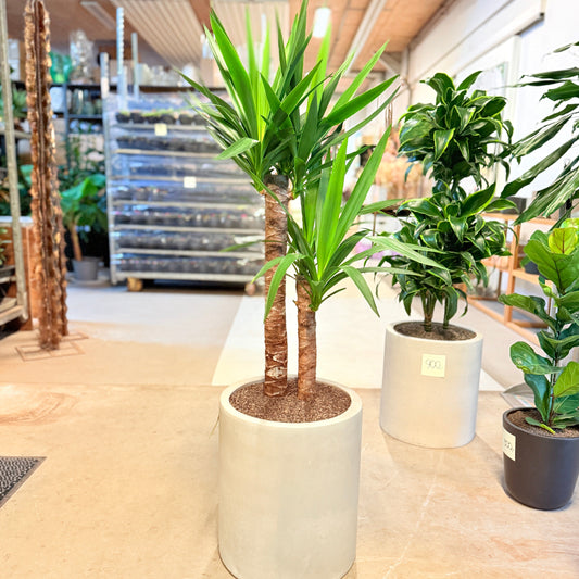 Yucca (Yucca elephantipes) i lys cementkrukke – 130 cm høj