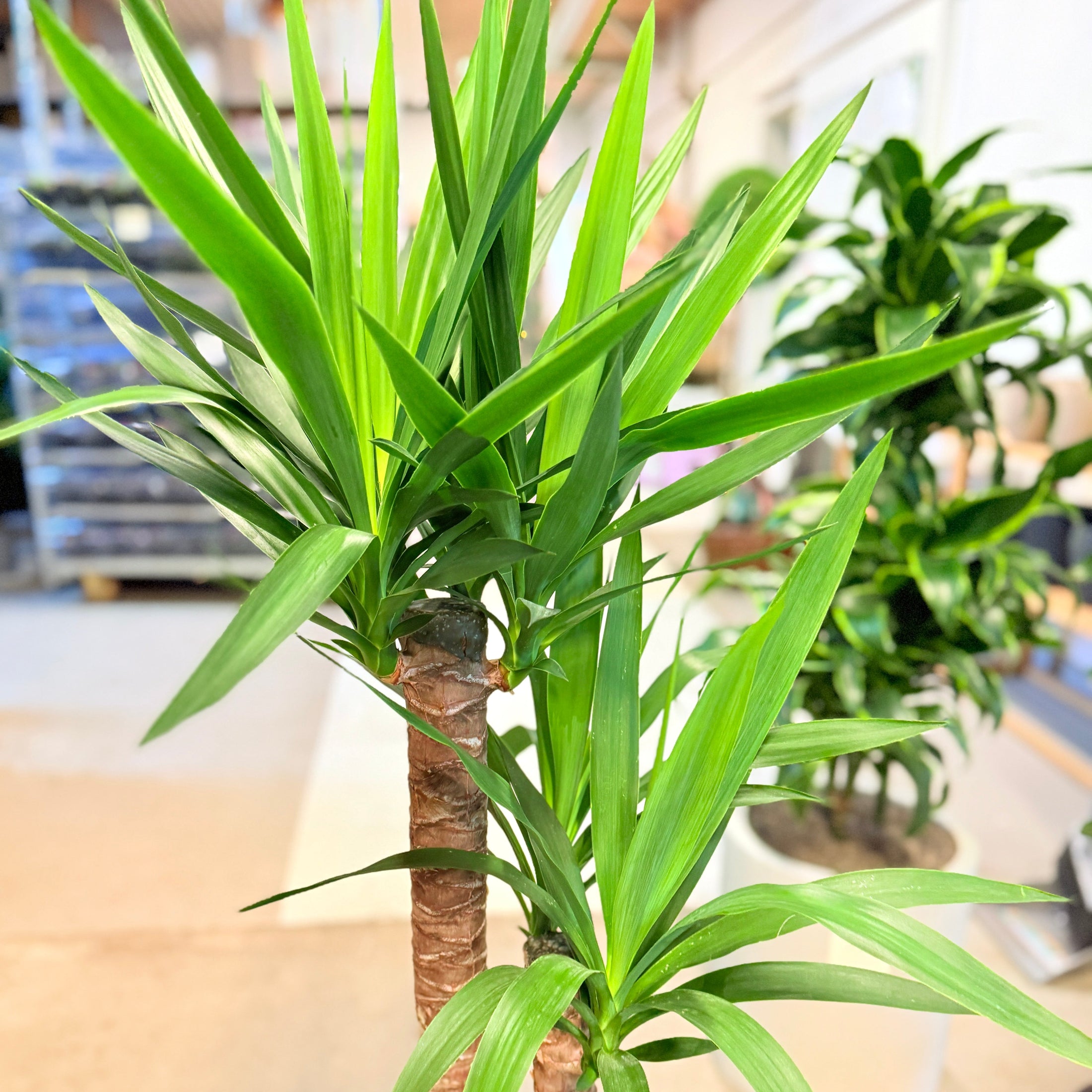 Yucca (Yucca elephantipes) i lys cementkrukke – 130 cm høj