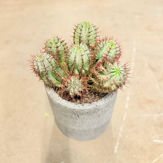 Kaktus i lys cementkrukke – ca. 30 cm høj
