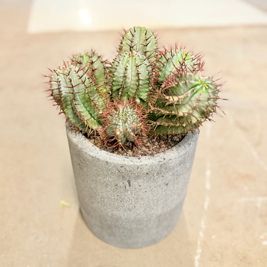 Kaktus i lys cementkrukke – ca. 30 cm høj