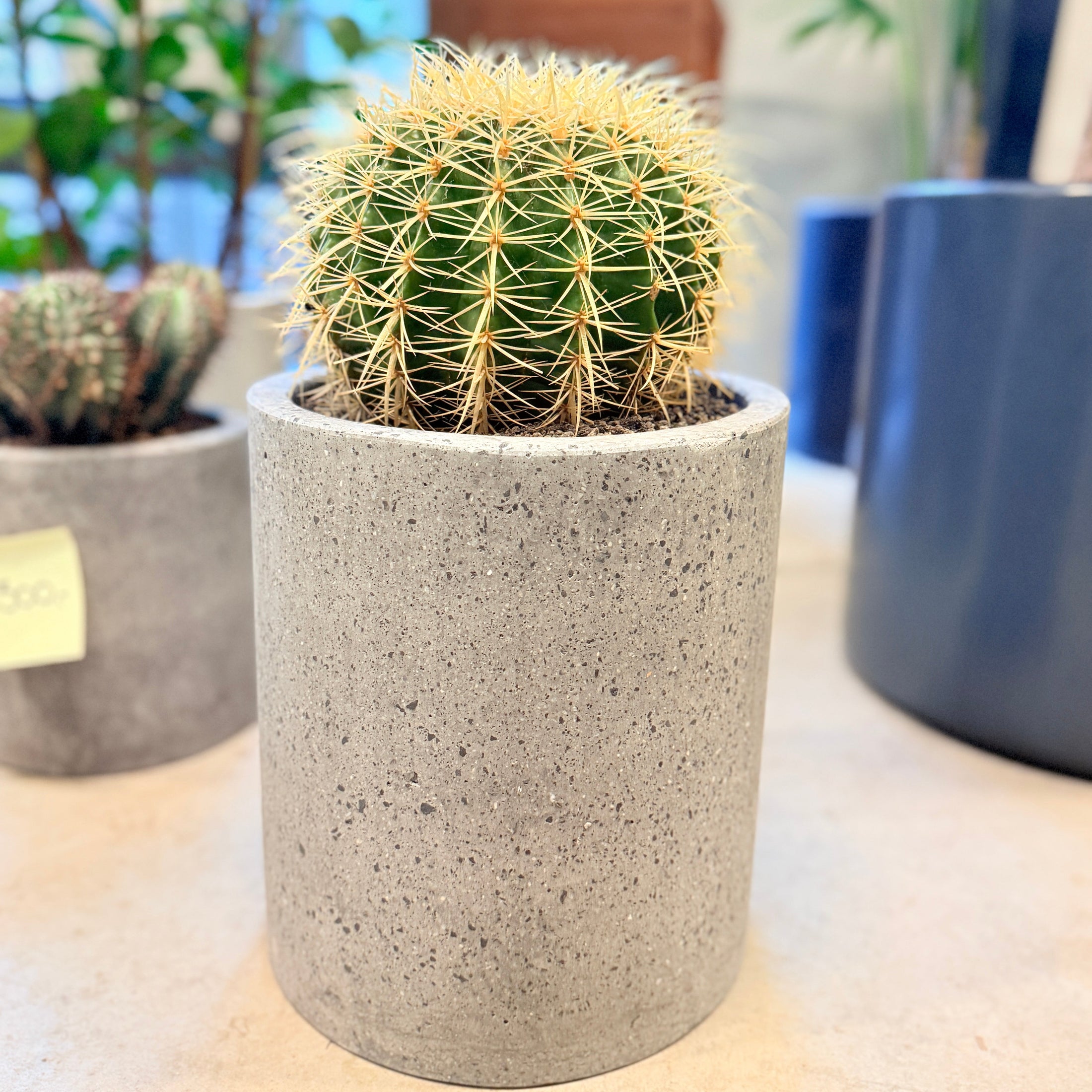 Guldkuglekaktus (Echinocactus grusonii) i lys cementkrukke – 45 cm høj