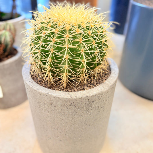 Guldkuglekaktus (Echinocactus grusonii) i lys cementkrukke – 45 cm høj