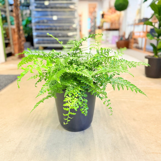 Let og elegant Davallia fejeensis – kaninpote-bregne – i sort plastpotte