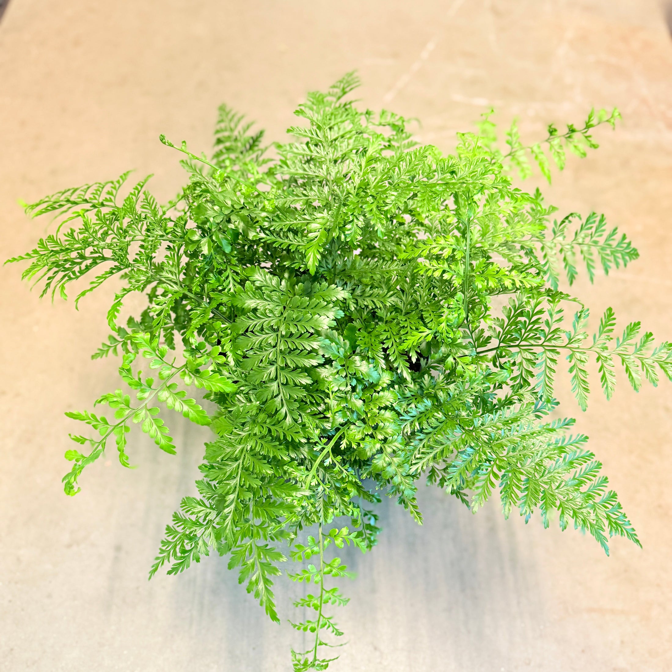 Let og elegant Davallia fejeensis – kaninpote-bregne – i sort plastpotte