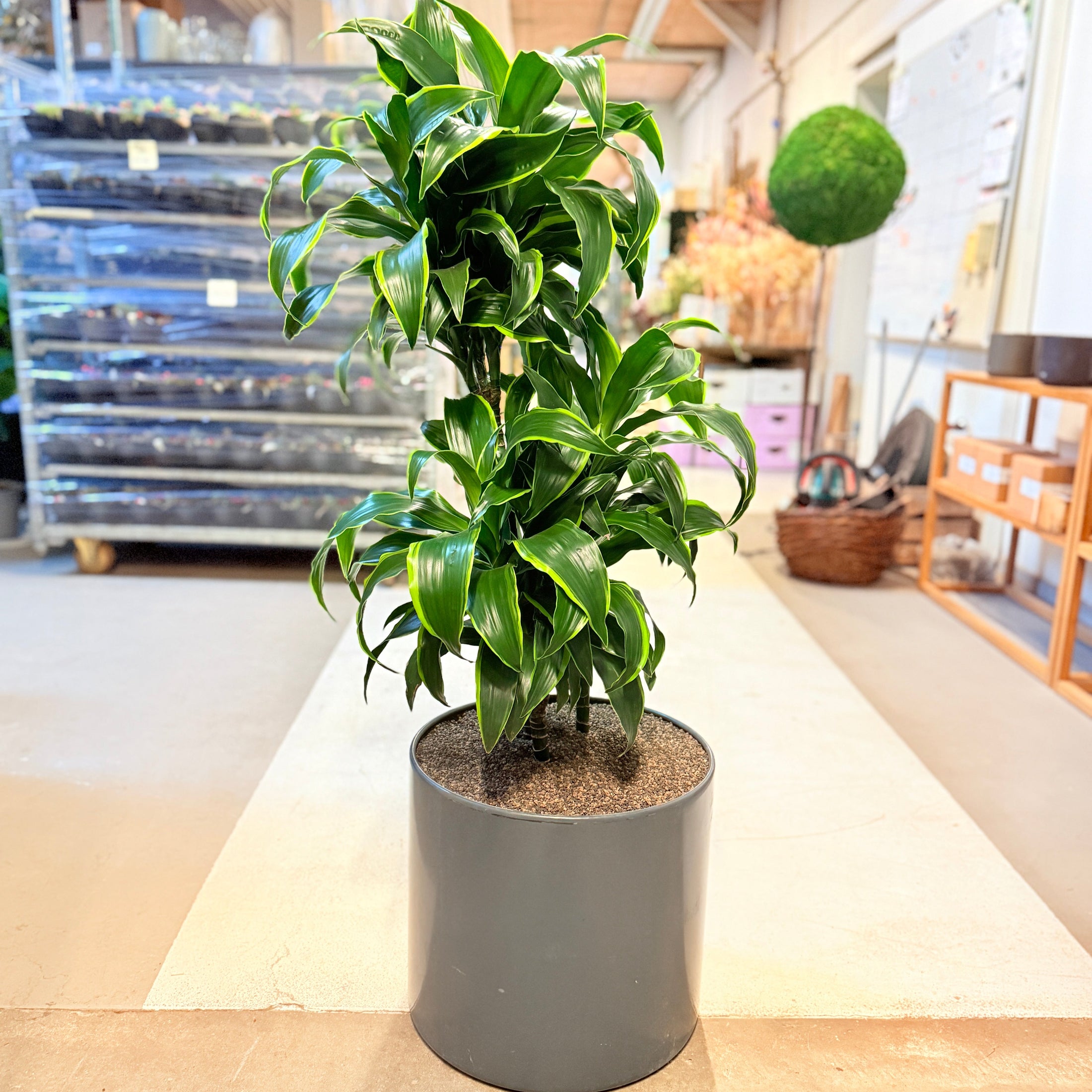 Drageplante (Dracaena fragrans ‘Compacta’) – 130 cm høj – Stor plante i grå krukke