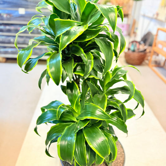 Drageplante (Dracaena fragrans ‘Compacta’) – 130 cm høj – Stor plante i grå krukke