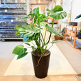 Indlæs billede i gallerivisning, Monstera (Monstera deliciosa) – 120 cm høj – Stor plante i sort krukke
