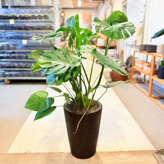 Monstera (Monstera deliciosa) – 120 cm høj – Stor plante i sort krukke