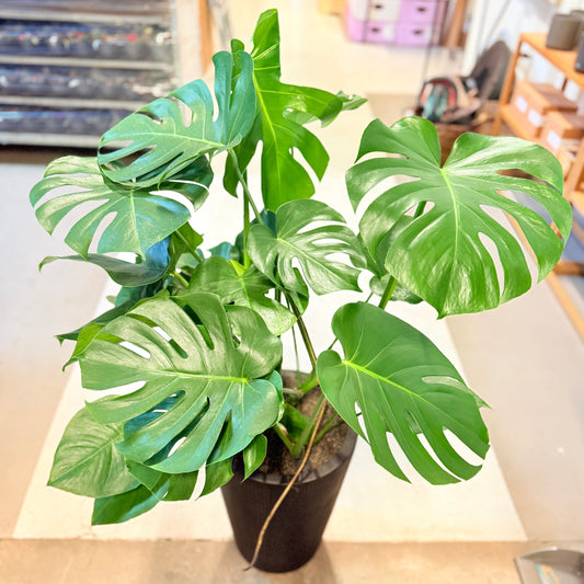 Monstera (Monstera deliciosa) – 120 cm høj – Stor plante i sort krukke