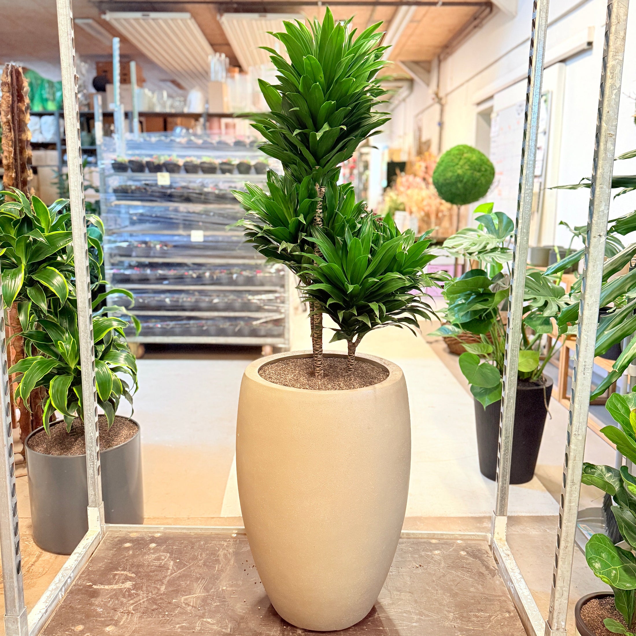 Dracaena Compacta i beige krukke – 150 cm