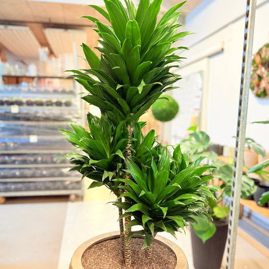 Dracaena Compacta i beige krukke – 150 cm