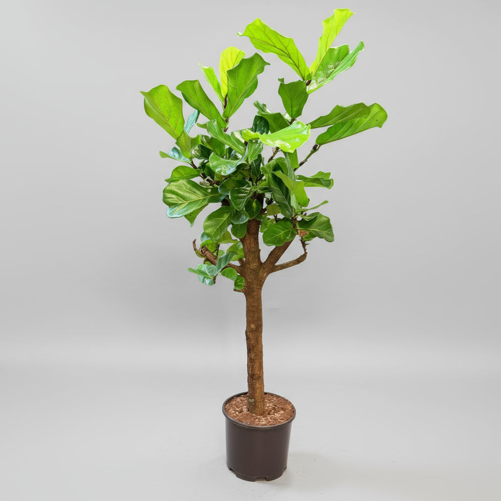 Violinfigner (Ficus lyrata) på stamme – 180 cm