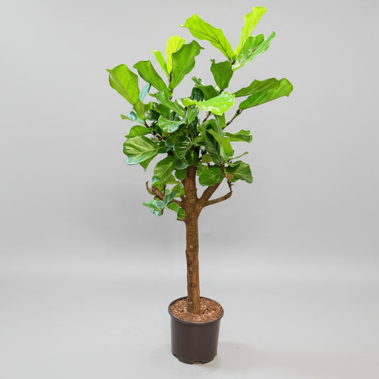 Violinfigner (Ficus lyrata) på stamme – 180 cm