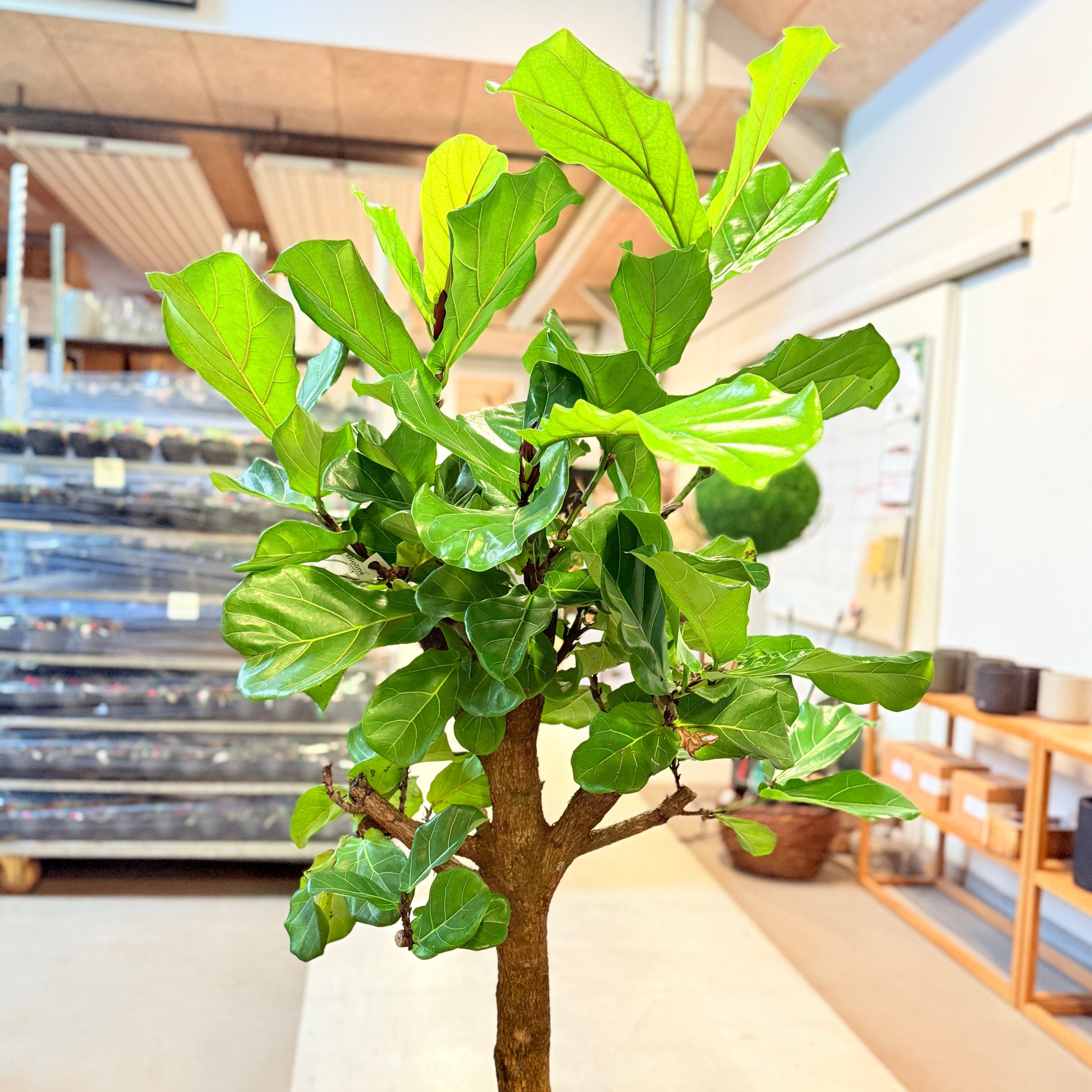 Violinfigner (Ficus lyrata) på stamme – 180 cm