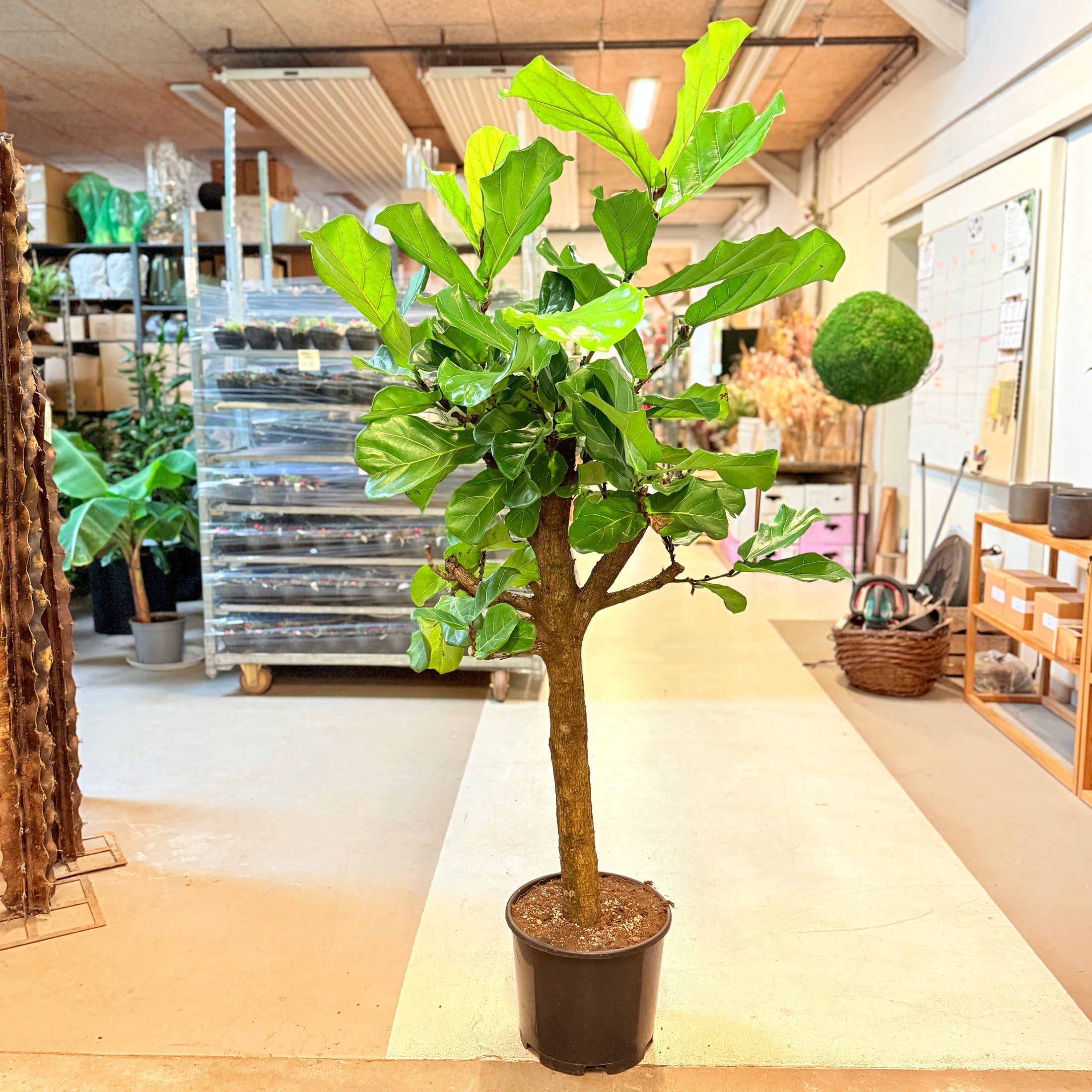 Violinfigner (Ficus lyrata) på stamme – 180 cm