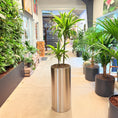 Indlæs billede i gallerivisning, Drageplante (Dracaena fragrans ‘Lemon Lime’) i stålkrukke – 175 cm høj
