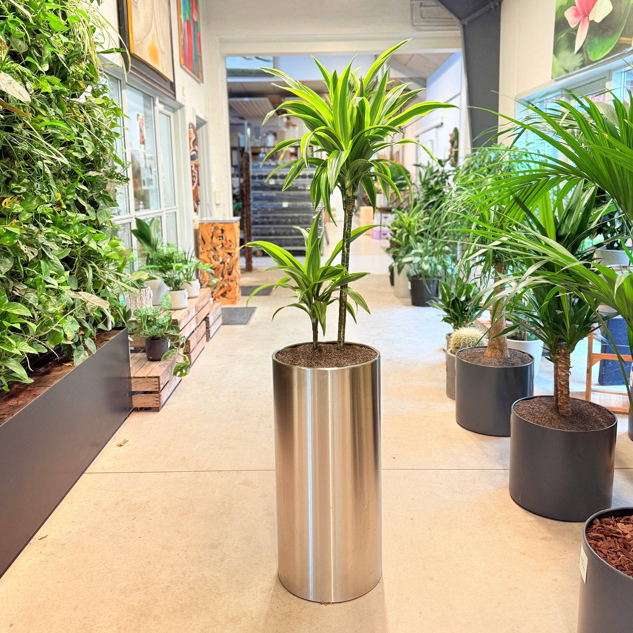 Drageplante (Dracaena fragrans ‘Lemon Lime’) i stålkrukke – 175 cm høj
