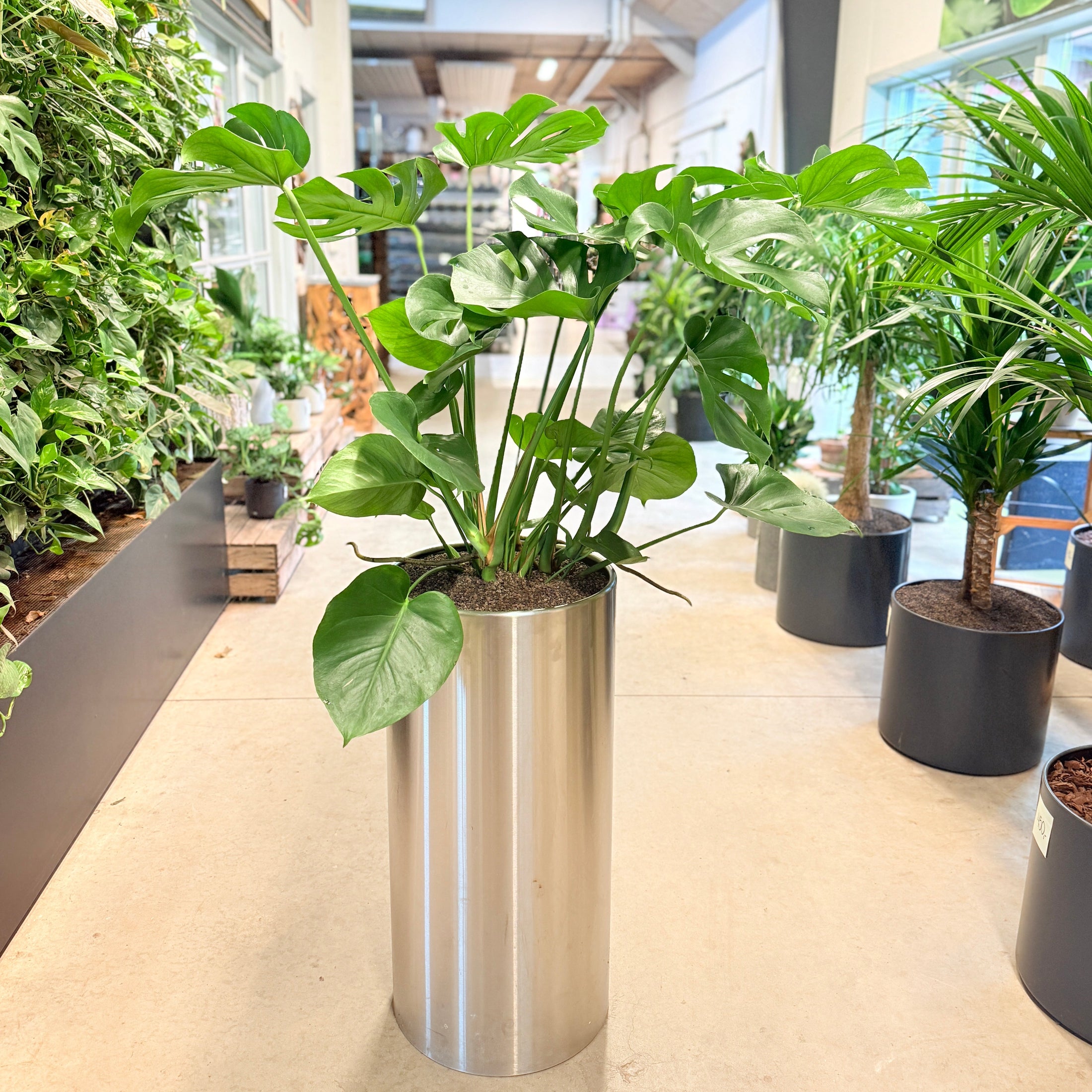 Monstera (Monstera deliciosa) i stålkrukke – 150 cm høj