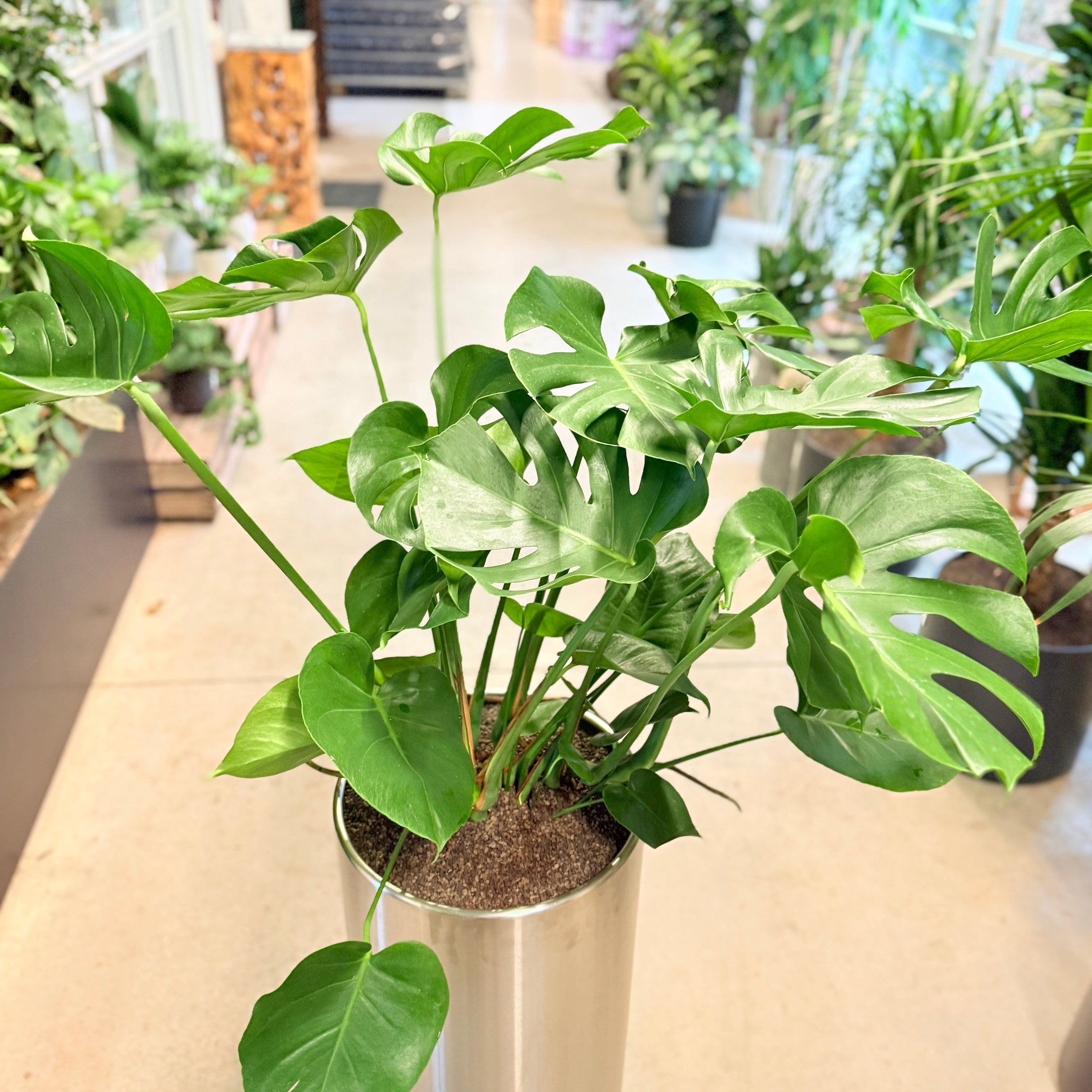 Monstera (Monstera deliciosa) i stålkrukke – 150 cm høj