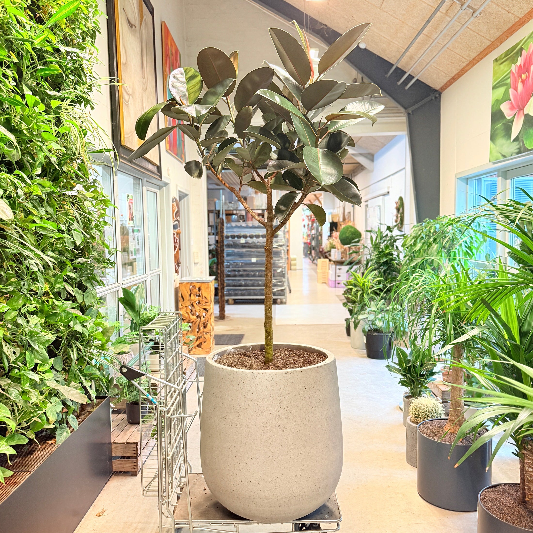 Gummitræ (Ficus elastica) i stor lys krukke – 220 cm høj - 5 stk.