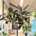 Indlæs billede i gallerivisning, Gummitræ (Ficus elastica) i stor lys krukke – 220 cm høj - 5 stk.
