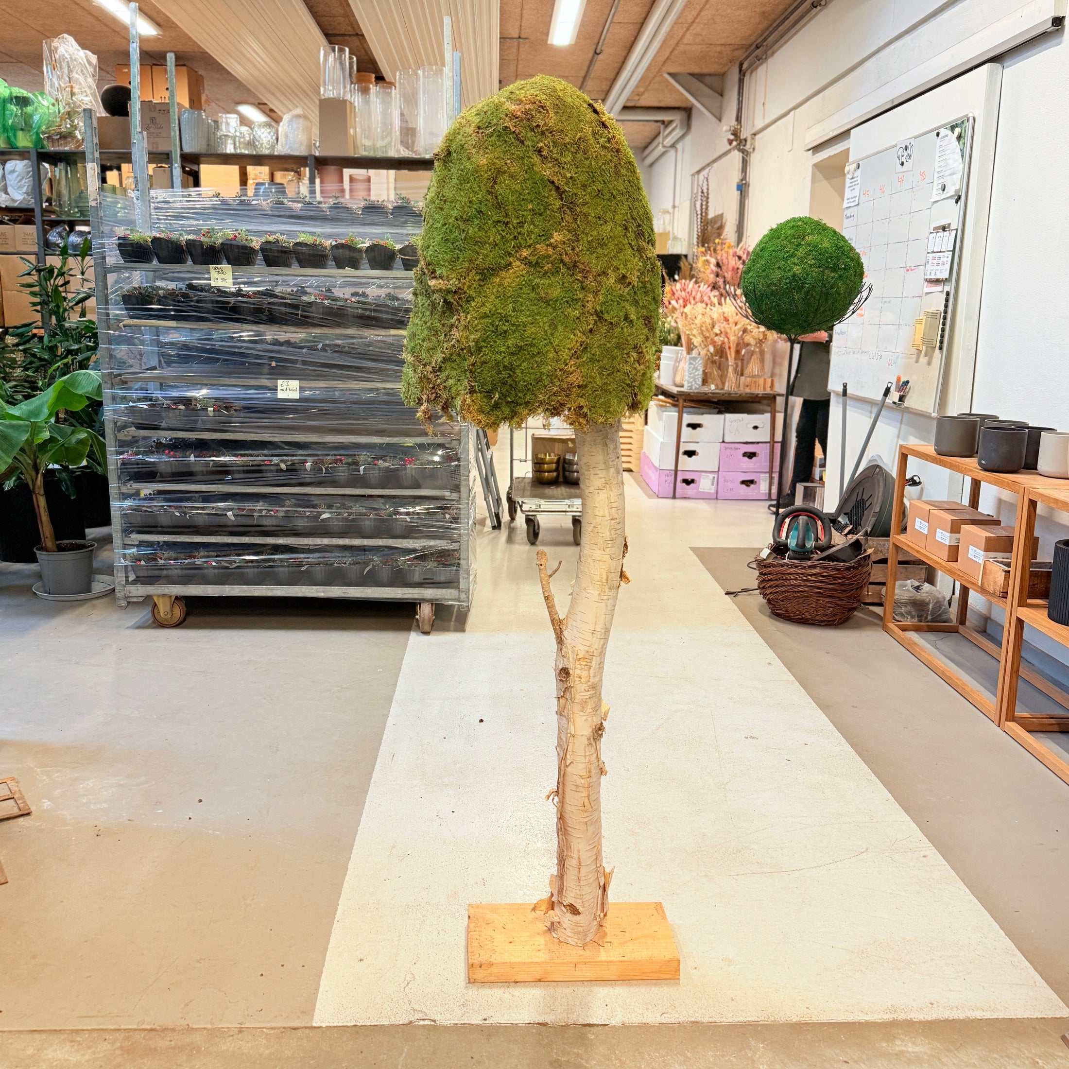 Mos/Birk Skulptur – 160 cm