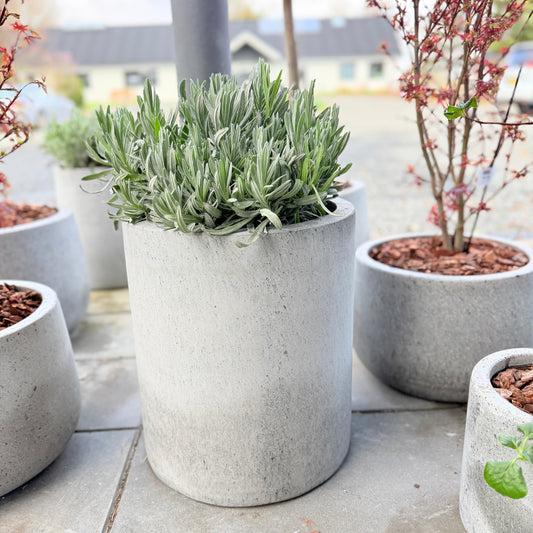 Second Hand Lavendel – Lavandula i Cementkrukke (ø35 cm) fra Århus