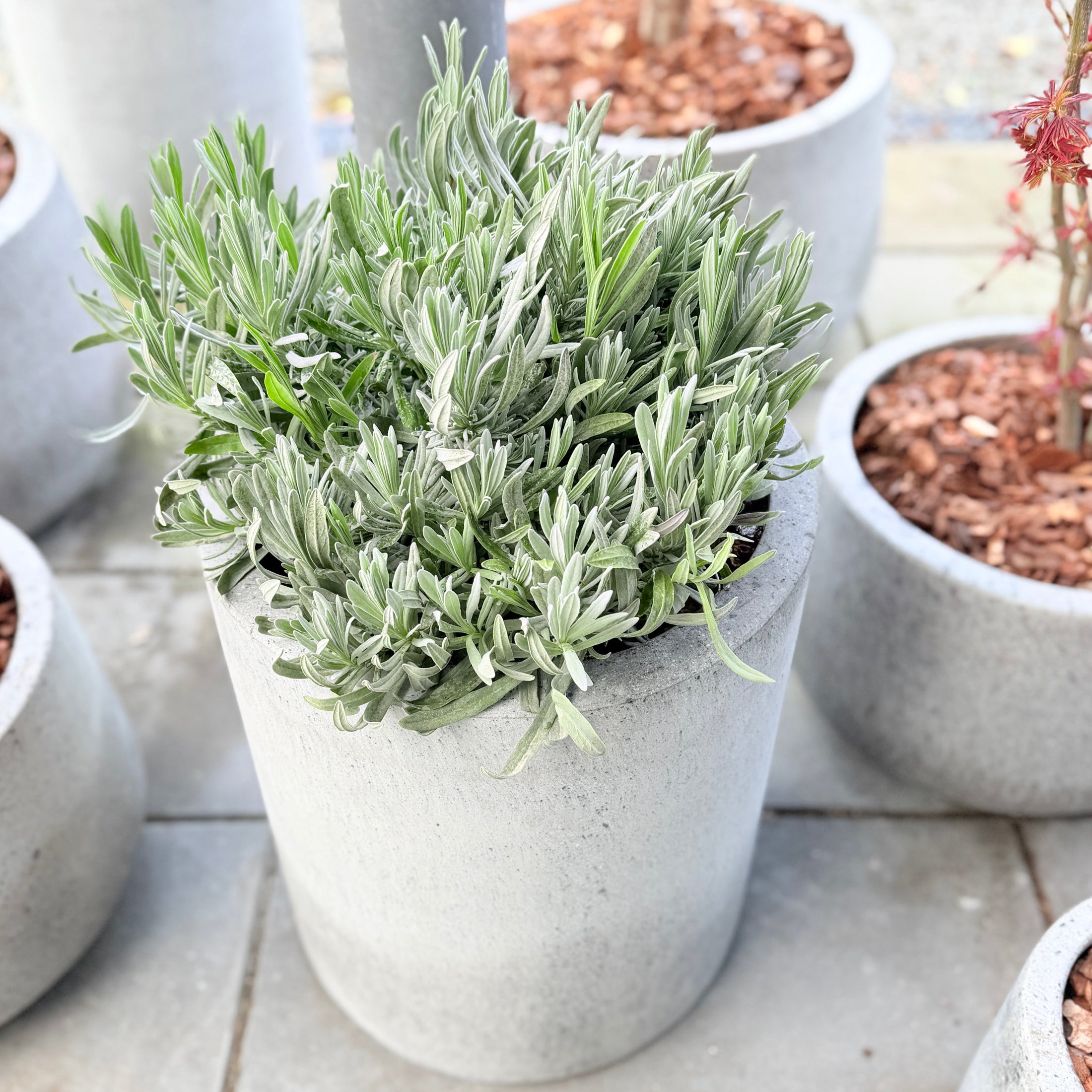 Second Hand Lavendel – Lavandula i Cementkrukke (ø35 cm) fra Århus