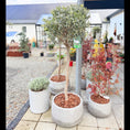Indlæs billede i gallerivisning, Second Hand Oliventræ – Olea europaea 150-160 cm i Cementkrukke fra Århus
