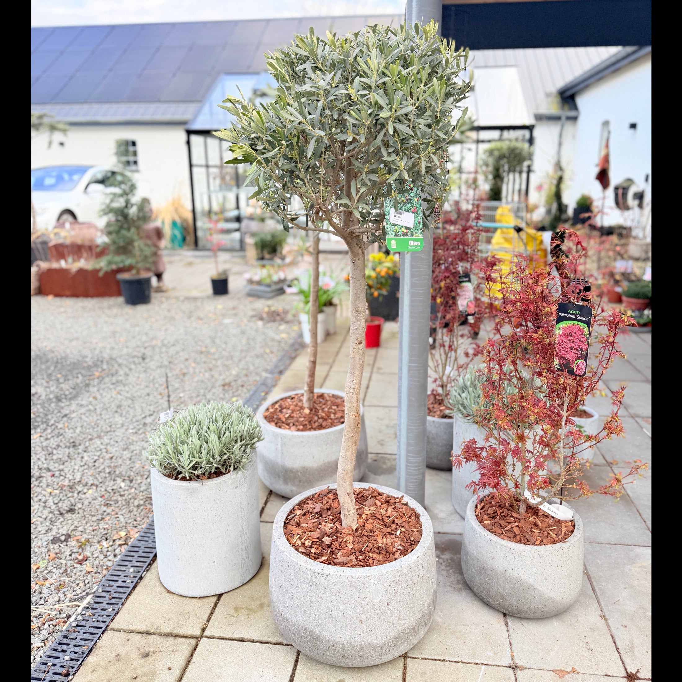Second Hand Oliventræ – Olea europaea 150-160 cm i Cementkrukke fra Århus