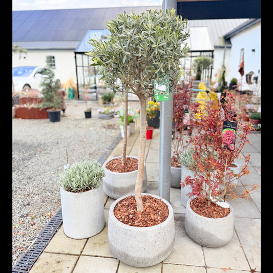 Second Hand Oliventræ – Olea europaea 150-160 cm i Cementkrukke fra Århus