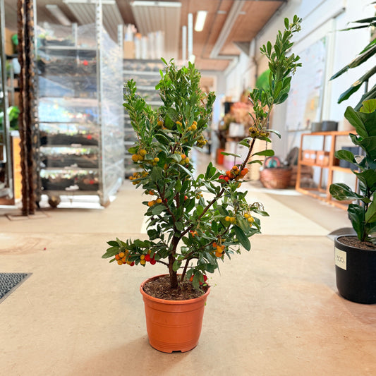 Jordbærtræ (Arbutus unedo) – 100 cm