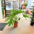 Indlæs billede i gallerivisning, Philodendron selloum (Philodendron bipinnatifidum) – 90 cm høj og 120 cm bred
