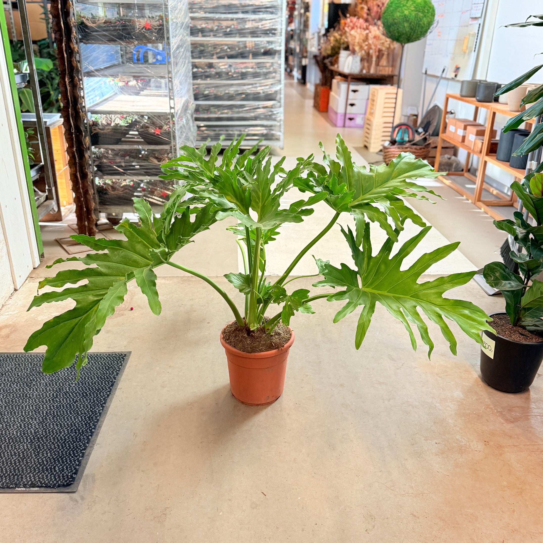 Philodendron selloum (Philodendron bipinnatifidum) – 90 cm høj og 120 cm bred