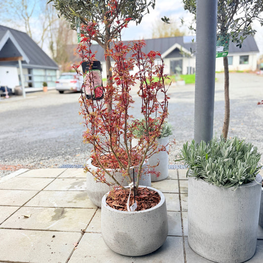 Second Hand Japansk Løn – Acer i Coal Krukke (ø38 cm)