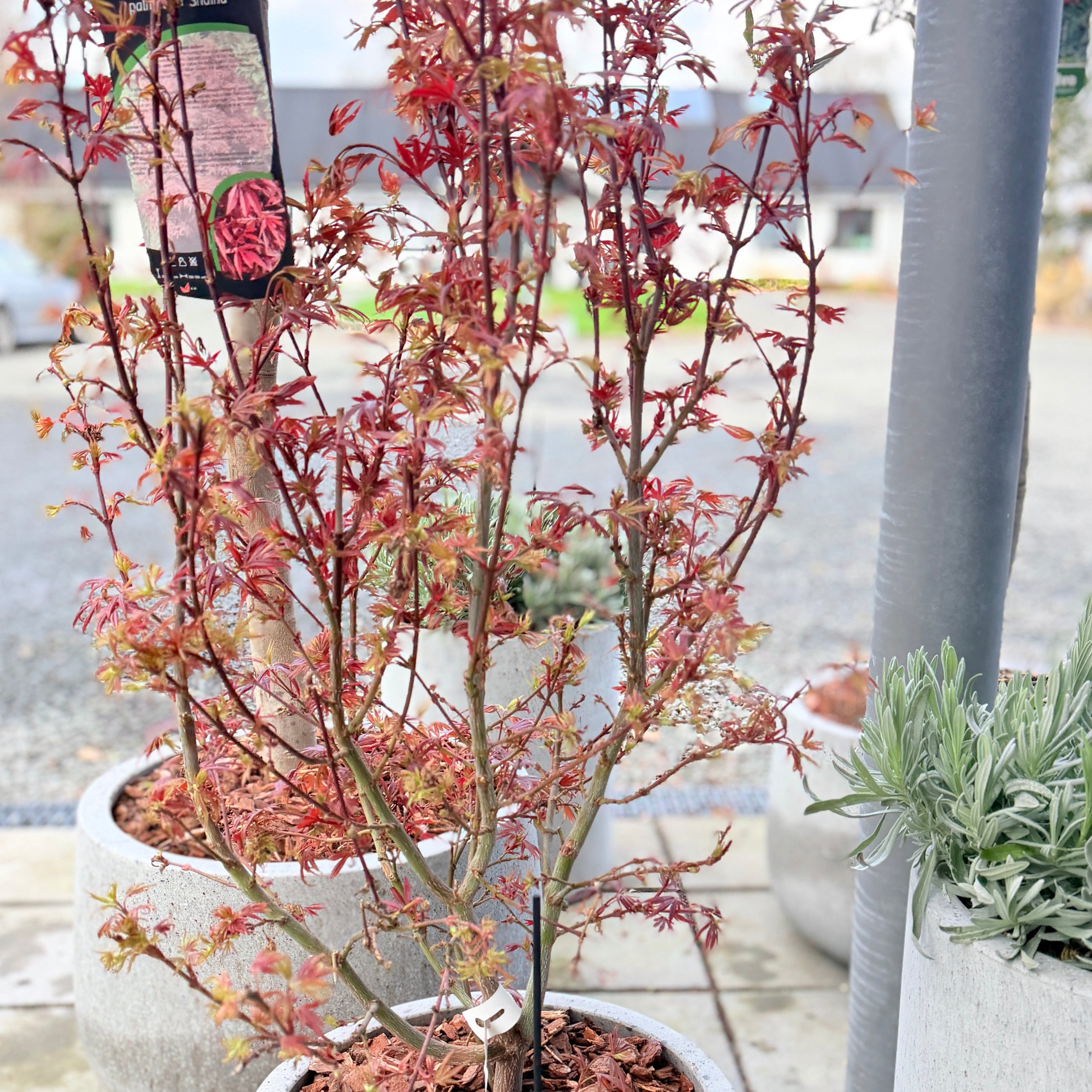 Second Hand Japansk Løn – Acer i Coal Krukke (ø38 cm)
