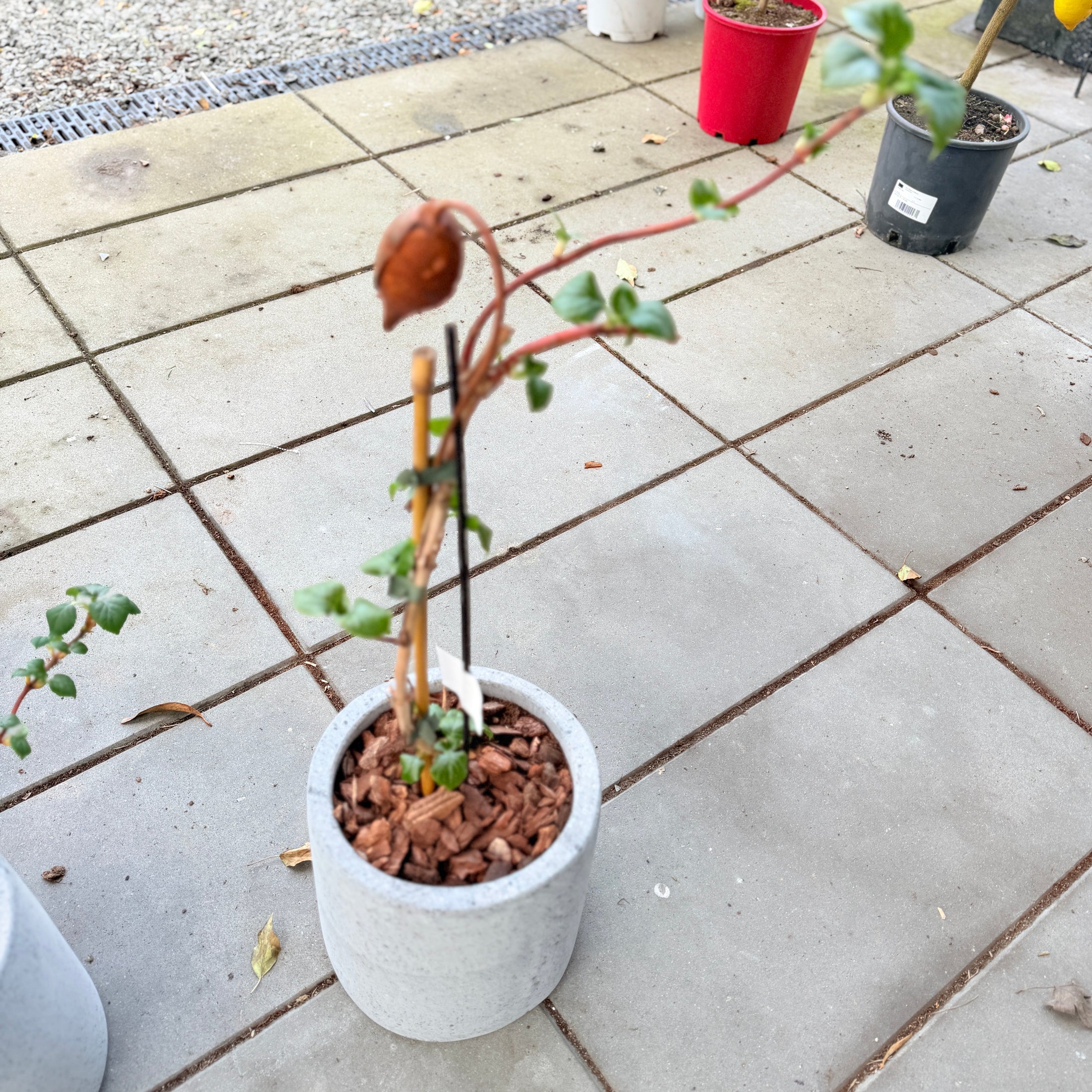 Second Hand Klatrehortensia – Hydrangea petiolaris fra Århus