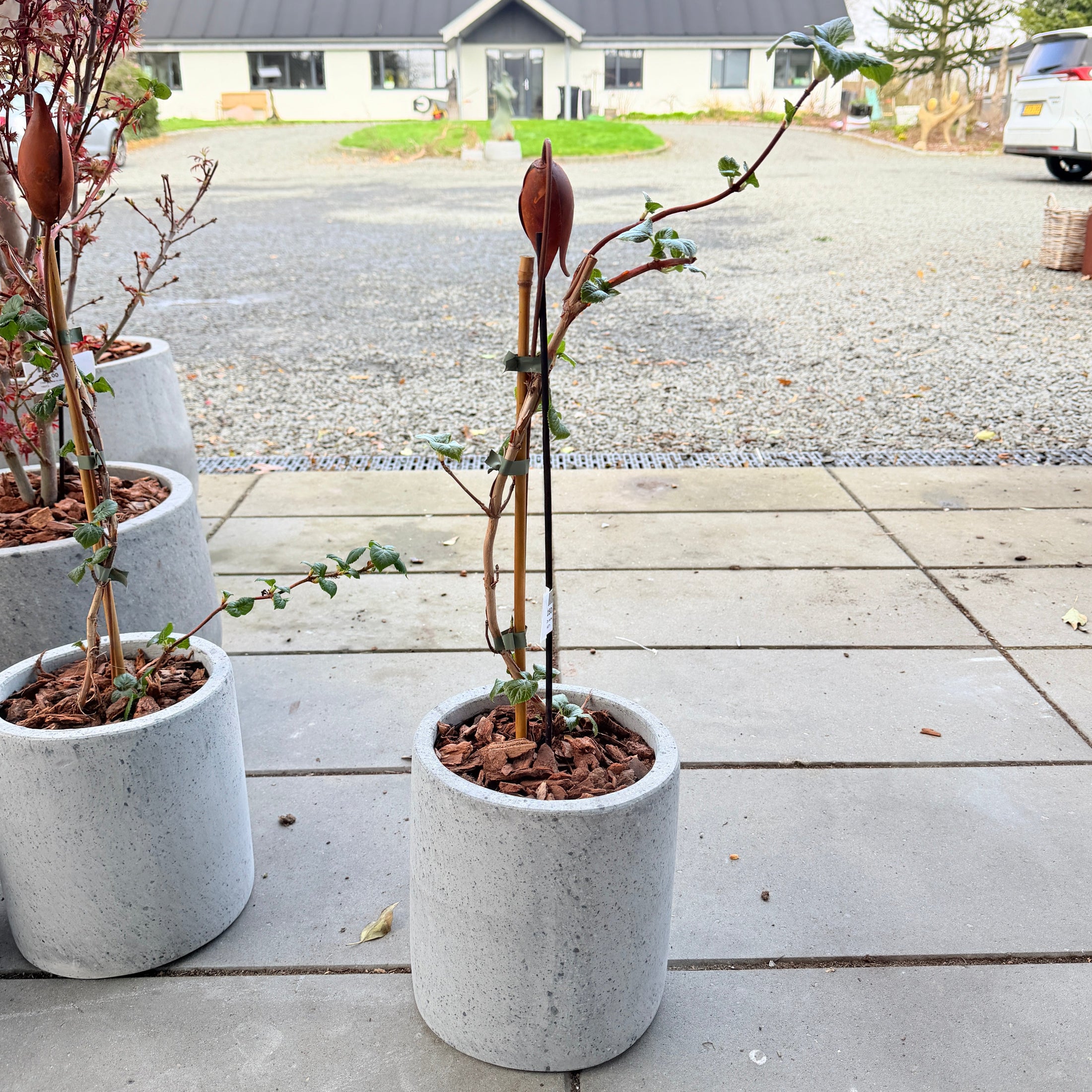 Second Hand Klatrehortensia – Hydrangea petiolaris fra Århus