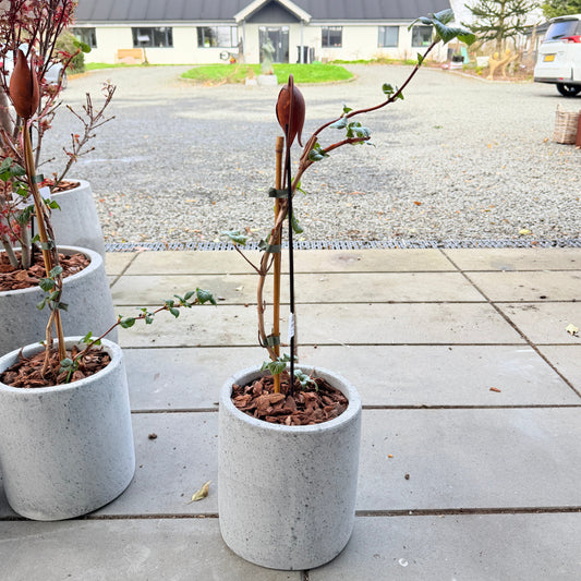 Second Hand Klatrehortensia – Hydrangea petiolaris fra Århus