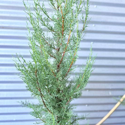 Cypres i krukke – 120 cm