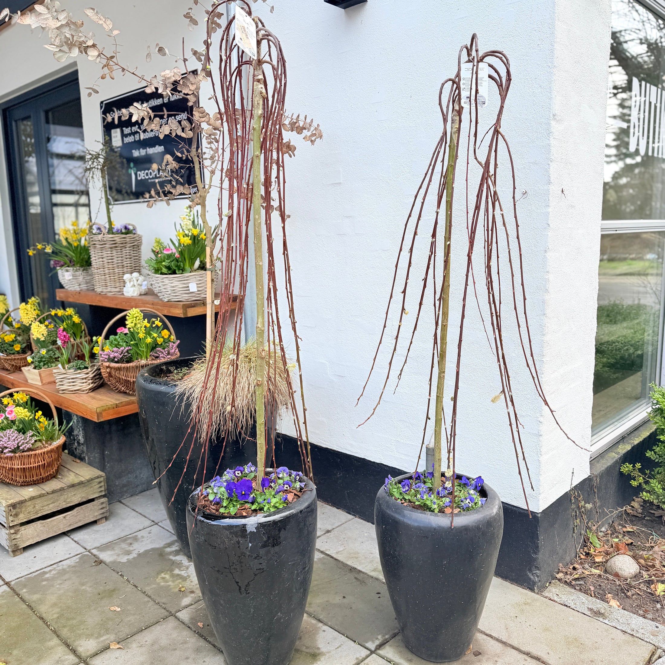 Second Hand Hængepiil – Salix caprea ‘Kilmarnock’ fra Århus
