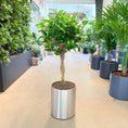 Indlæs billede i gallerivisning, Ficus Moclame (Ficus microcarpa) i børstet stålkrukke – 125 cm

