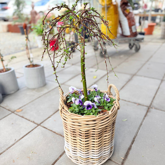 Second Hand Salix – Pileplante i Dekorativ Kurv fra Århus