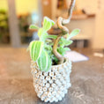 Indlæs billede i gallerivisning, Second Hand Tradescantia sillamontana ‘White Velvet’ i Krukke
