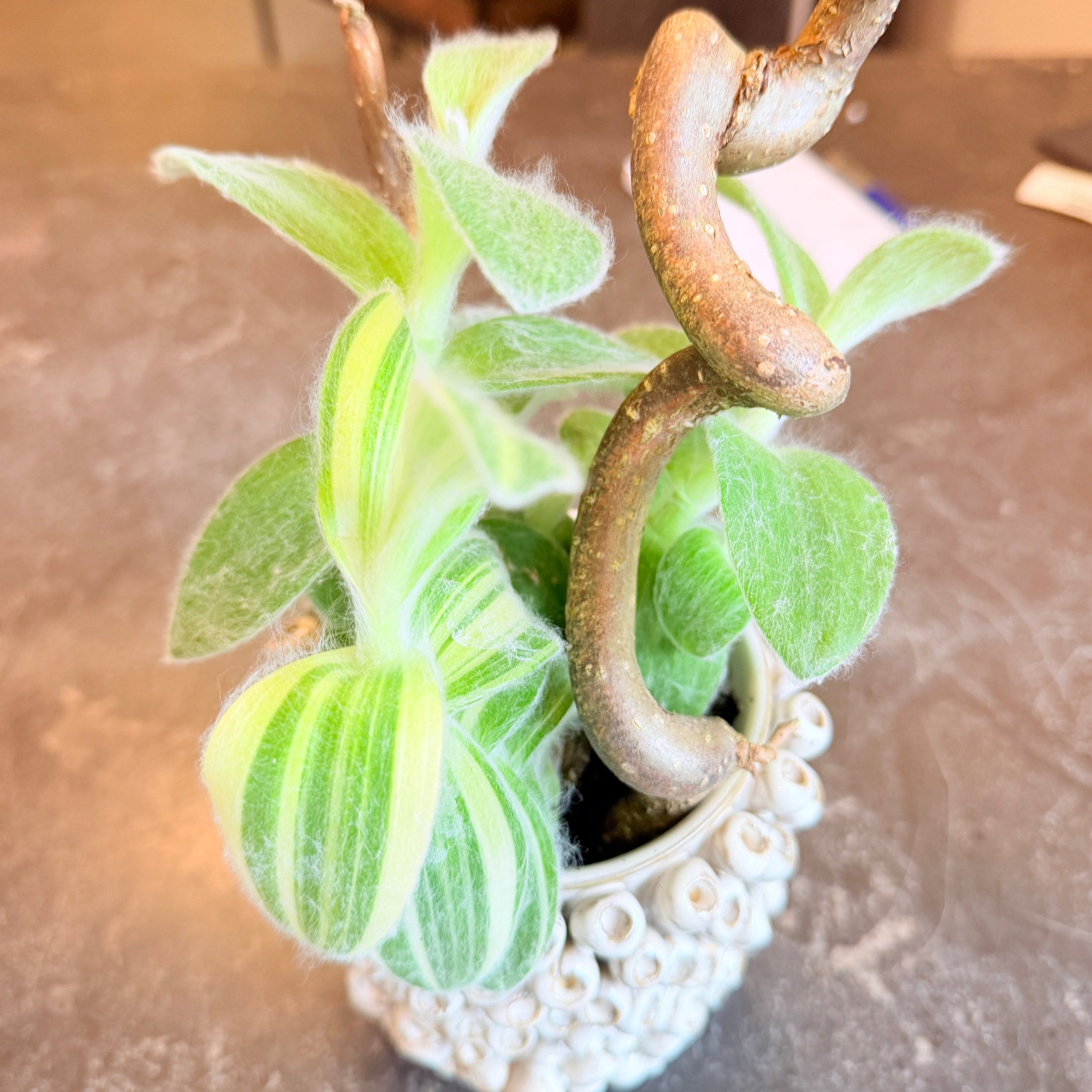 Second Hand Tradescantia sillamontana ‘White Velvet’ i Krukke