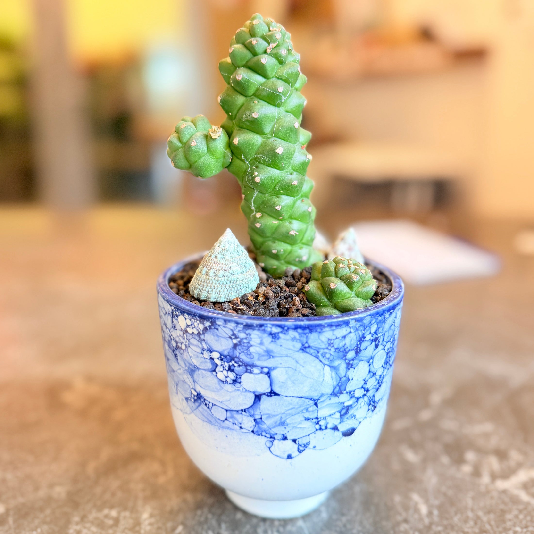 Second Hand Euphorbia mammillaris – Kaktus-lignende Sukkulent i Krukke