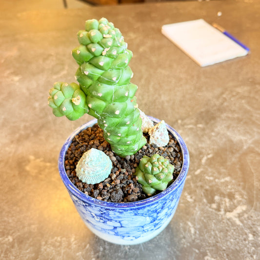 Second Hand Euphorbia mammillaris – Kaktus-lignende Sukkulent i Krukke