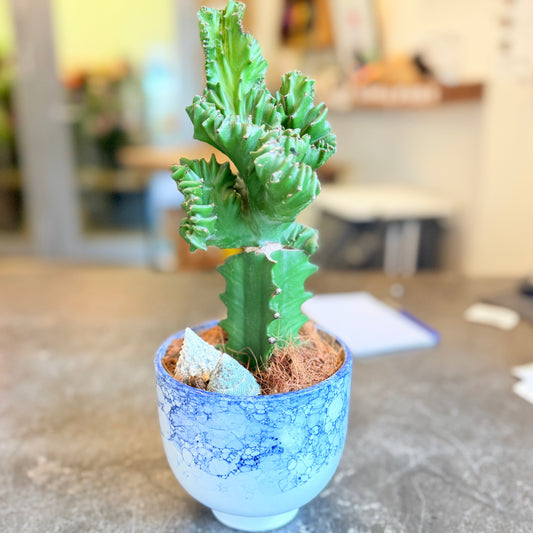 Second Hand Koral-Kaktus – Euphorbia lactea Cristata i Krukke fra Århus