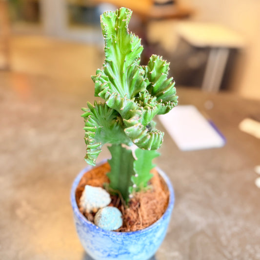 Second Hand Koral-Kaktus – Euphorbia lactea Cristata i Krukke fra Århus